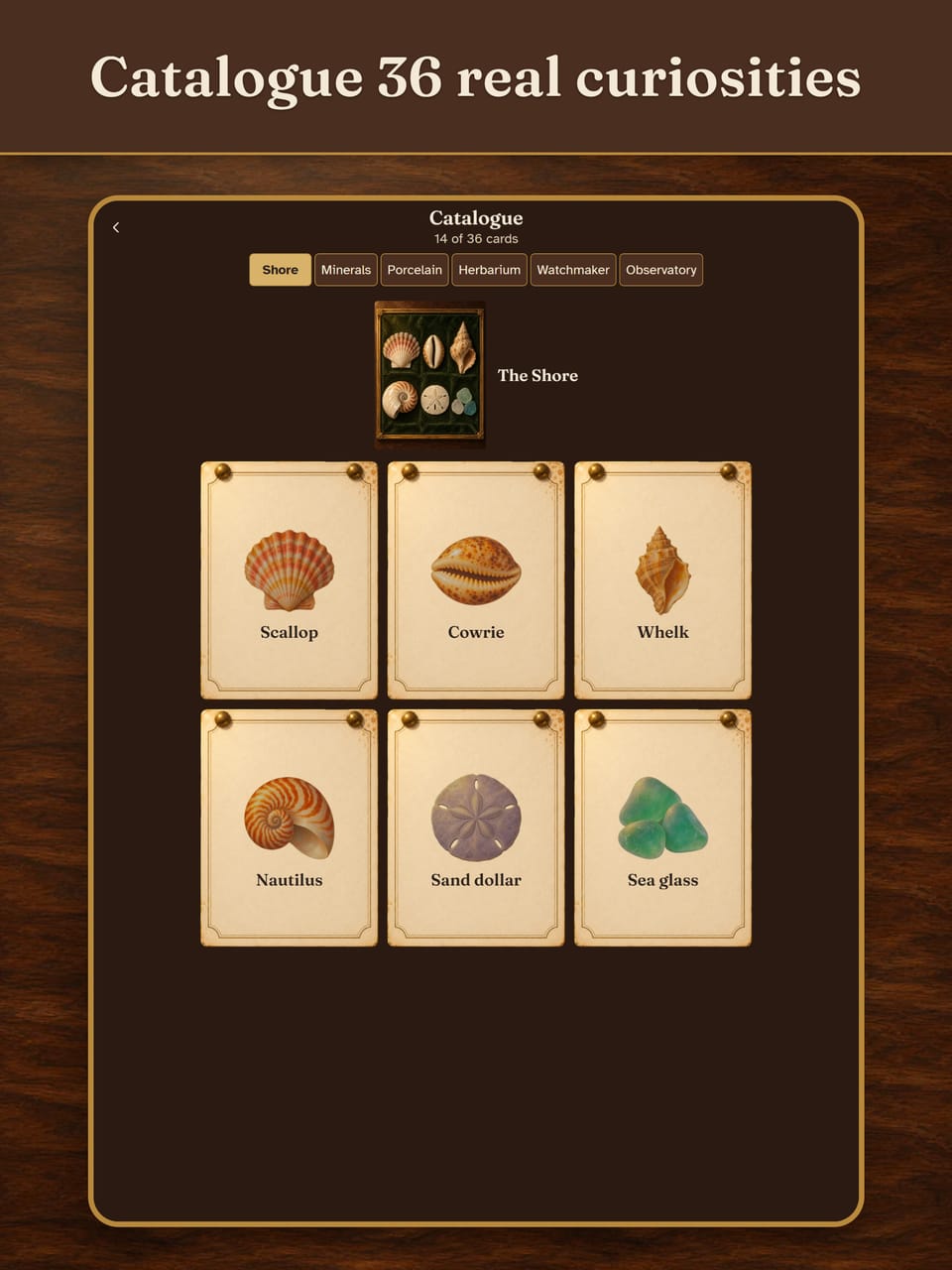 Catalogue 36 real curiosities. The Catalogue on a tablet, 14 of 36 cards, open at The Shore: the scallop, cowrie, whelk, nautilus, sand dollar and sea glass
